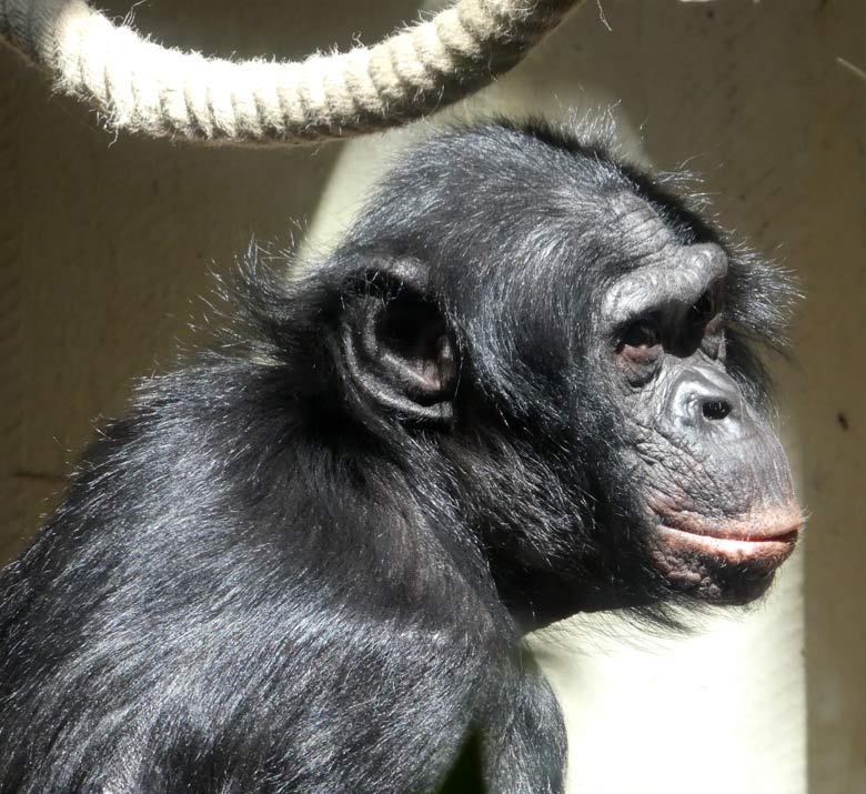 Bonobo-Weibchen am 15. Juni 2017 im Menschenaffenhaus im Wuppertaler Zoo