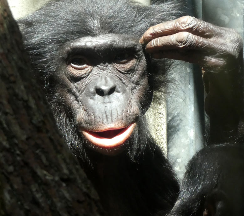 Bonobo-Weibchen am 15. Juni 2017 im Menschenaffenhaus im Zoologischen Garten Wuppertal