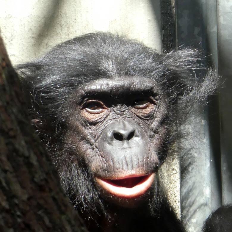 Bonobo-Weibchen am 15. Juni 2017 im Menschenaffenhaus im Zoo Wuppertal