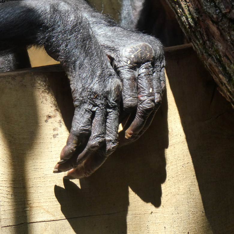 Bonobo-Weibchen am 15. Juni 2017 im Menschenaffenhaus im Zoologischen Garten der Stadt Wuppertal