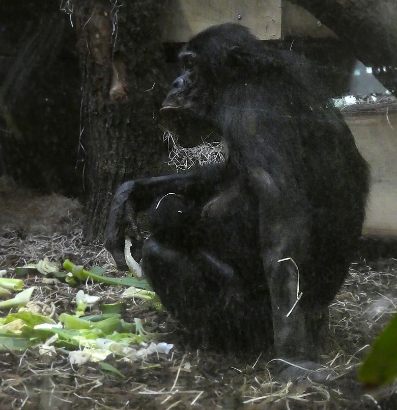 Bonobo-Mutter EJA mit Bonobo-Jungtier am 10. Juli 2017 im Innengehege im Menschenaffenhaus im Wuppertaler Zoo