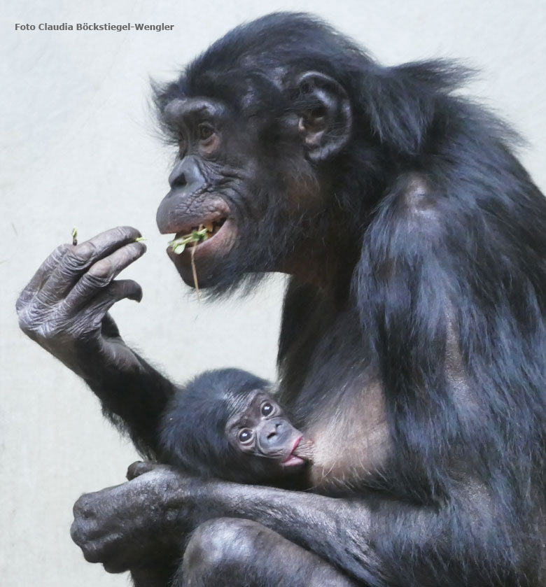 Bonobo-Mutter EJA mit Bonobo-Jungtier am 14. Juli 2017 im Innengehege im Menschenaffenhaus im Grünen Zoo Wuppertal (Foto Claudia Böckstiegel-Wengler)