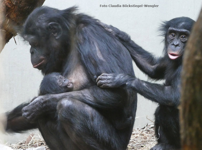 Bonobo-Mutter EJA mit dem am 6. Juli 2017 geborenen weiblichen Bonobo-Jungtier und ihrem am 1. August 2011 geborenen Sohn AYUBU am 14. Juli 2017 im Innengehege im Menschenaffenhaus im Zoo Wuppertal (Foto Claudia Böckstiegel-Wengler)