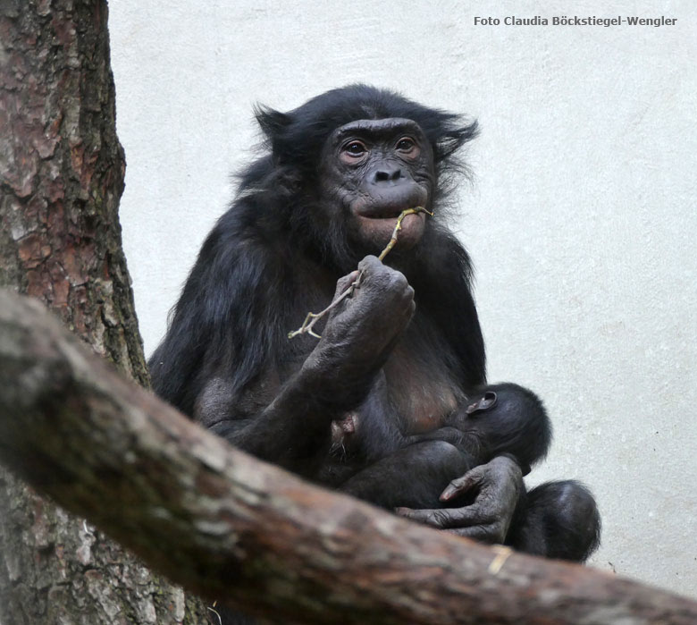Bonobo-Mutter EJA mit Bonobo-Jungtier am 14. Juli 2017 im Innengehege im Menschenaffenhaus im Wuppertaler Zoo (Foto Claudia Böckstiegel-Wengler)