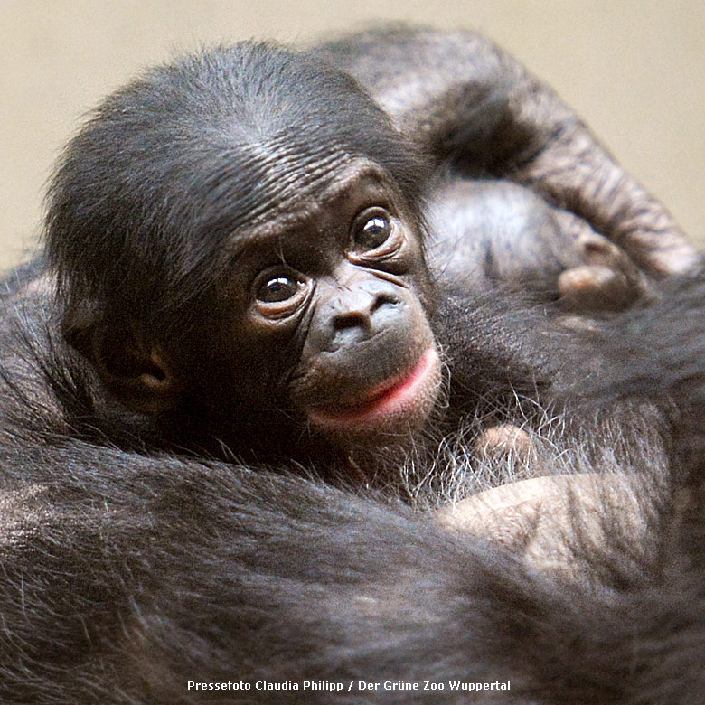Bonobo-Jungtier BAKARI in den Armen der Bonobo-Mutter EJA am 16. Juli 2017 im Menschenaffenhaus im Wuppertaler Zoo (Pressefoto Claudia Philipp / Der Grüne Zoo Wuppertal)
