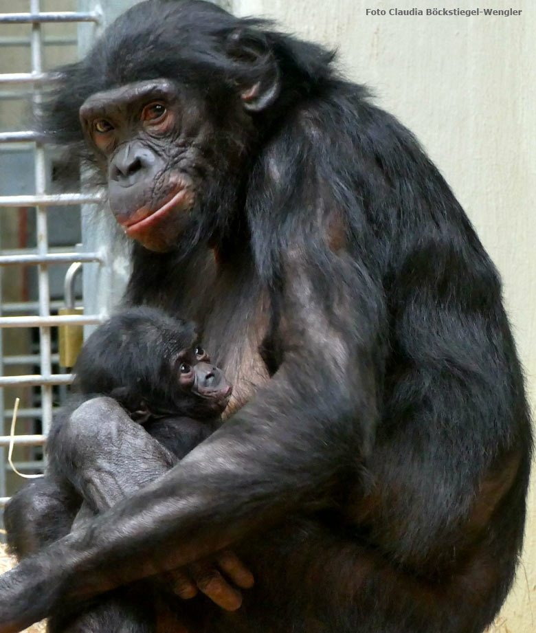 Bonobo-Jungtier mit Bonobo-Mutter EJA am 26. Juli 2017 im Innengehege im Menschenaffenhaus im Zoologischen Garten Wuppertal (Foto Claudia Böckstiegel-Wengler)