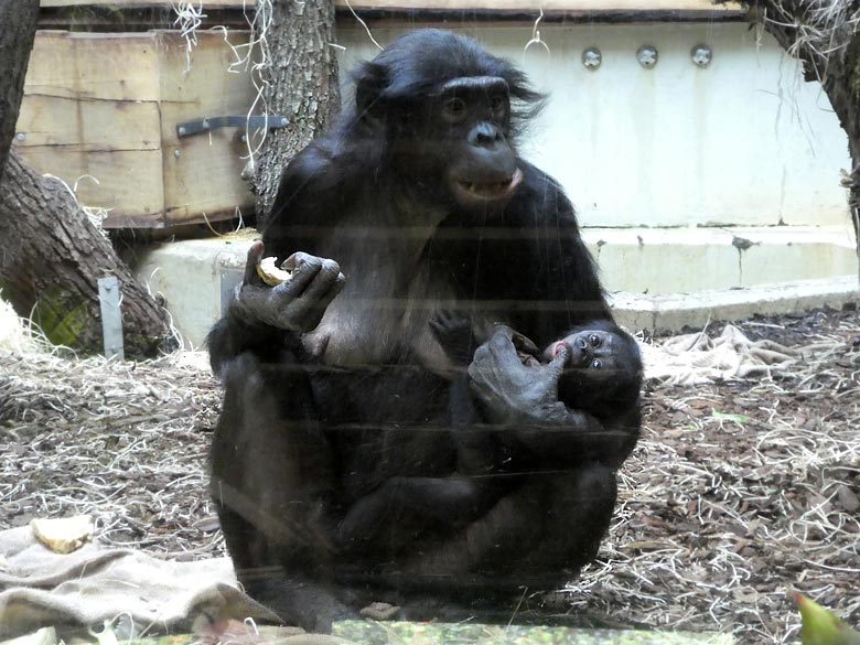 Bonobo-Mutter EJA mit Jungtier am 1. August 2017 im Menschenaffenhaus im Grünen Zoo Wuppertal