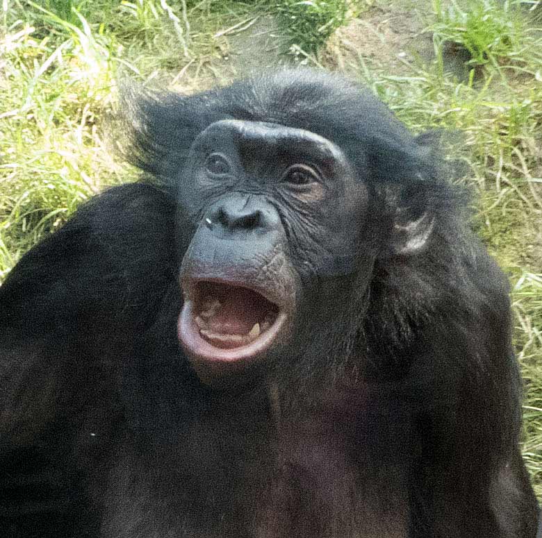 Bonobo Weibchen EJA am 24. August 2017 im Zoologischen Garten der Stadt Wuppertal