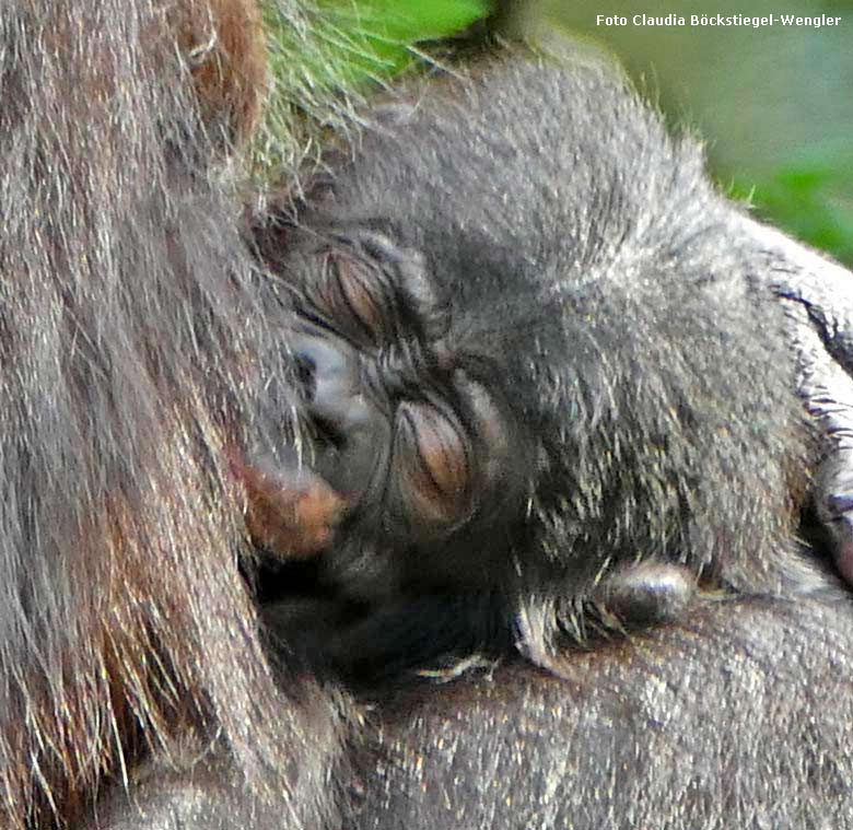 Das am 6. Juli 2017 geborene Bonobo-Jungtier in den Armen der Bonobo-Mutter EJA am 4. September 2017 auf der Außenanlage im Zoo Wuppertal (Foto Claudia Böckstiegel-Wengler)