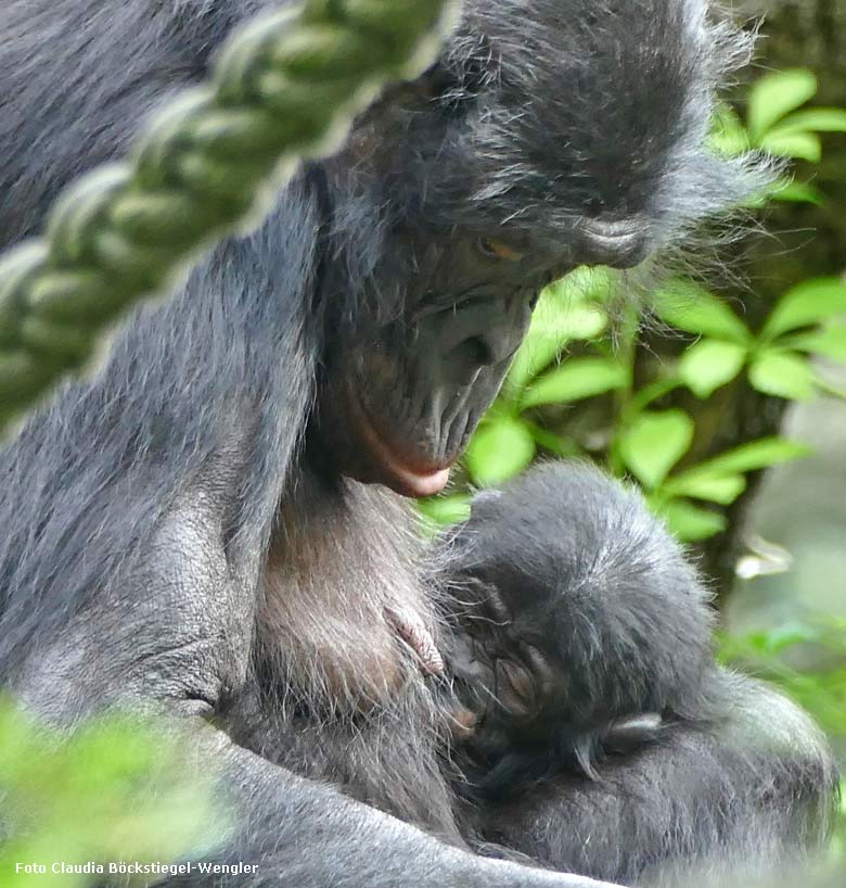Das am 6. Juli 2017 geborene Bonobo-Jungtier in den Armen der Bonobo-Mutter EJA am 4. September 2017 auf der Außenanlage im Wuppertaler Zoo (Foto Claudia Böckstiegel-Wengler)