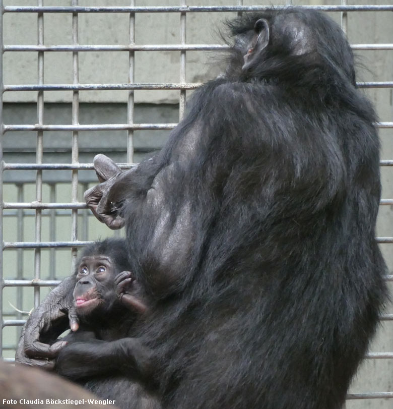 Bonobo-Mutter EJA mit Jungtier am 23. September 2017 im Innengehege im Menschenaffenhaus im Wuppertaler Zoo (Foto Claudia Böckstiegel-Wengler)