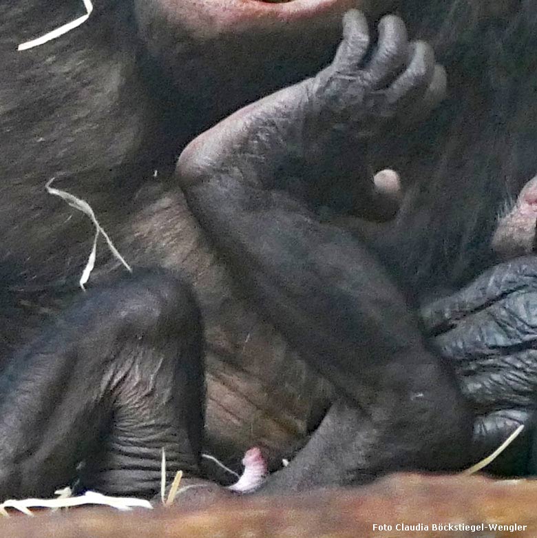 Bonobo-Mutter EJA mit Jungtier am 29. September 2017 im Innengehege im Menschenaffenhaus im Wuppertaler Zoo (Foto Claudia Böckstiegel-Wengler)