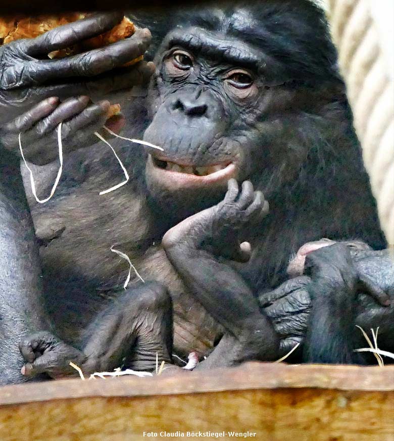 Bonobo-Mutter EJA mit dem männlichen Jungtier am 29. September 2017 im Innengehege im Menschenaffenhaus im Zoologischen Garten Wuppertal (Foto Claudia Böckstiegel-Wengler)
