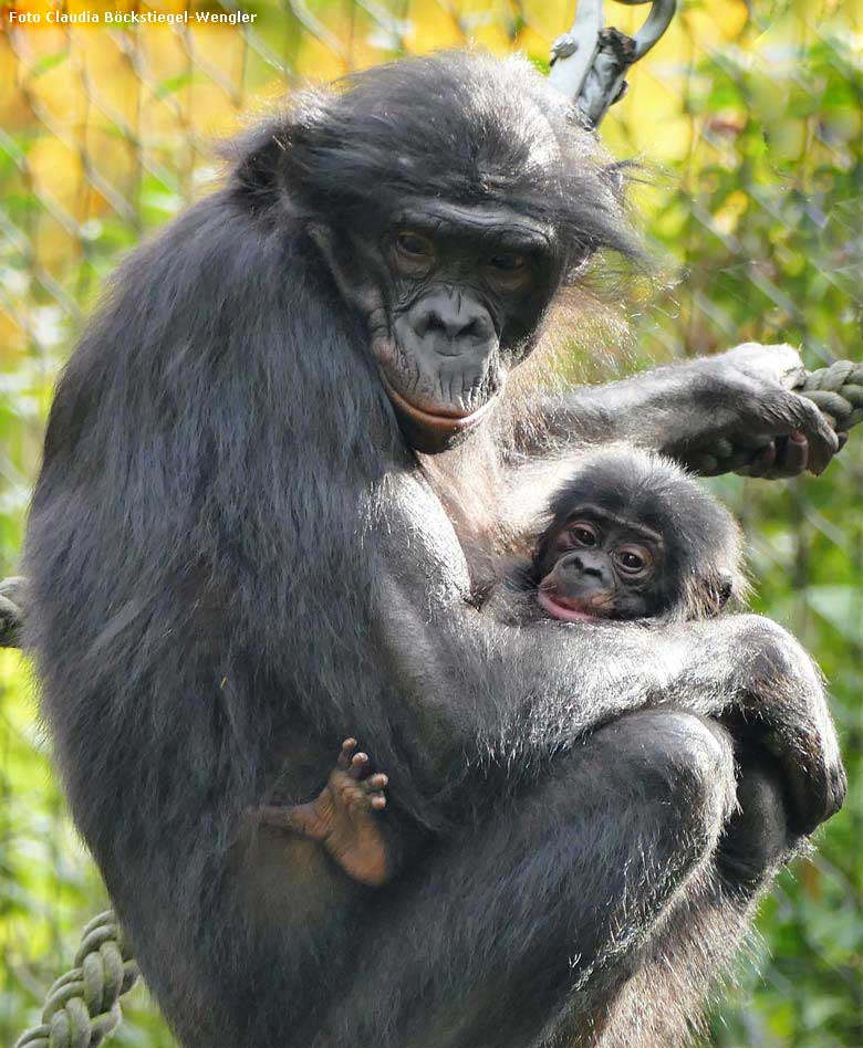 Bonobo-Mutter EJA mit Jungtier am 29. September 2017 auf dem Außengehege im Grünen Zoo Wuppertal (Foto Claudia Böckstiegel-Wengler)