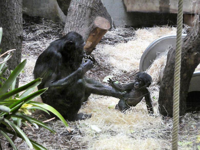 Bonobo-Mutter EJA mit Jungtier am 2. Oktober 2017 im Innengehege im Menschenaffenhaus im Grünen Zoo Wuppertal