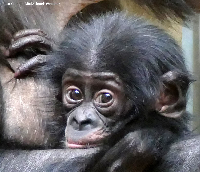 Noch namenloses Bonobo-Jungtier am 16. Dezember 2017 im Menschenaffenhaus im Grünen Zoo Wuppertal (Foto Claudia Böckstiegel-Wengler)