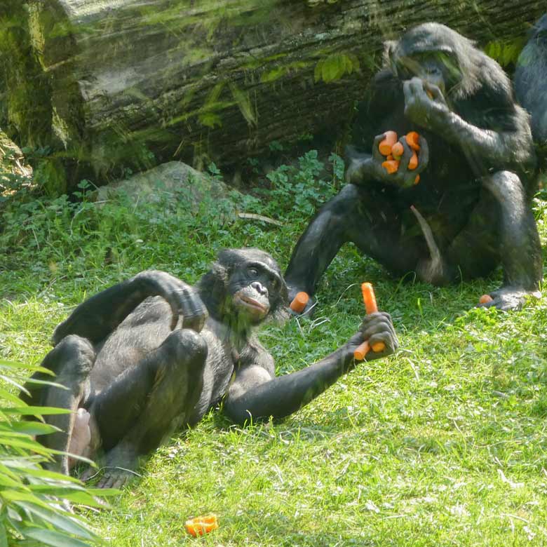 Bonobos am 21. April 2018 mit Möhren auf der Außenanlage im Zoologischen Garten der Stadt Wuppertal