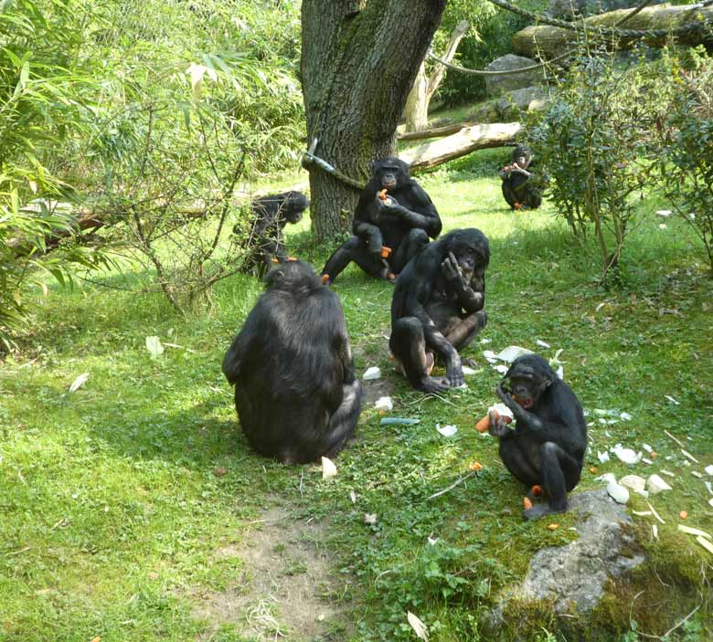 Bonobos am 21. April 2018 mit Möhren auf der Außenanlage im Wuppertaler Zoo