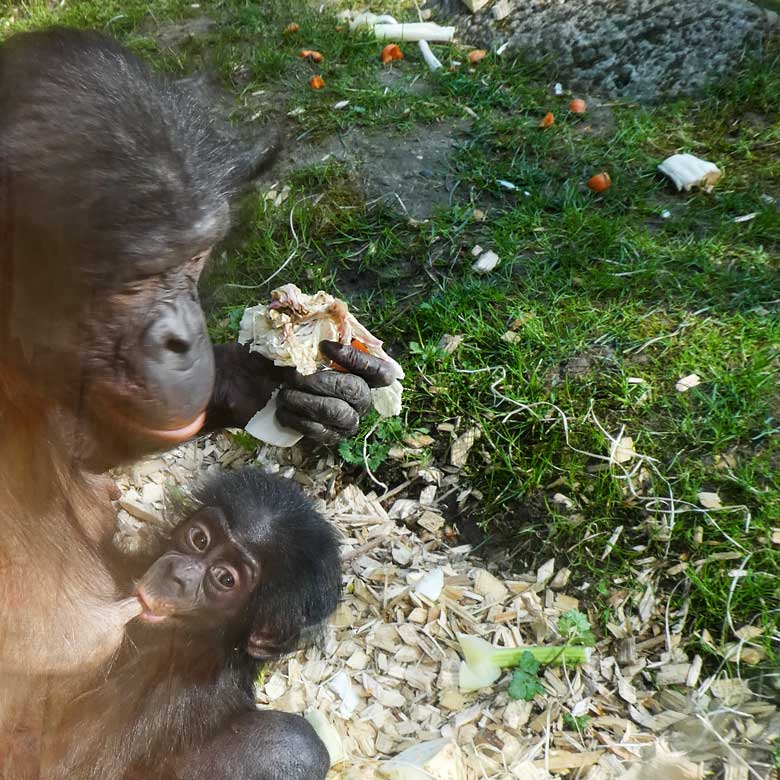 Bonobo-Mutter EJA mit Bonobo-Jungtier BAKARI am 21. April 2018 auf der Außenanlage im Grünen Zoo Wuppertal
