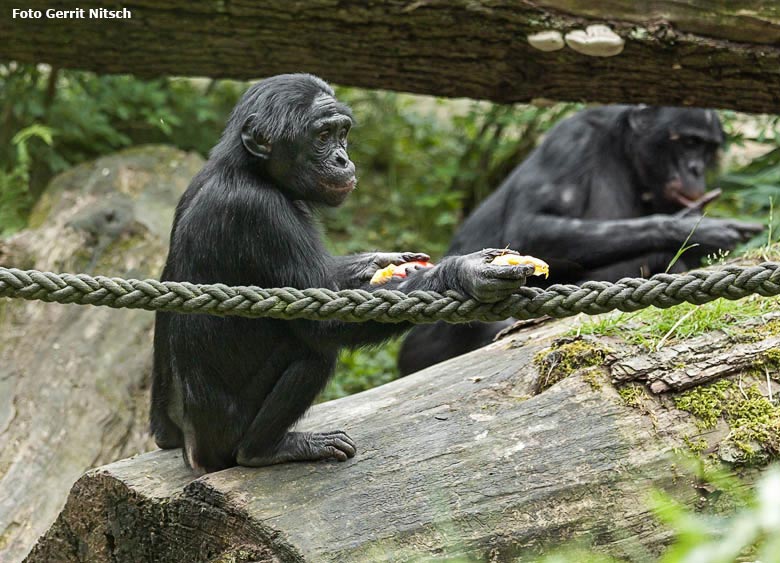 Bonobos am 12. Juni 2018 auf der Außenanlage im Grünen Zoo Wuppertal (Foto Gerrit Nitsch)