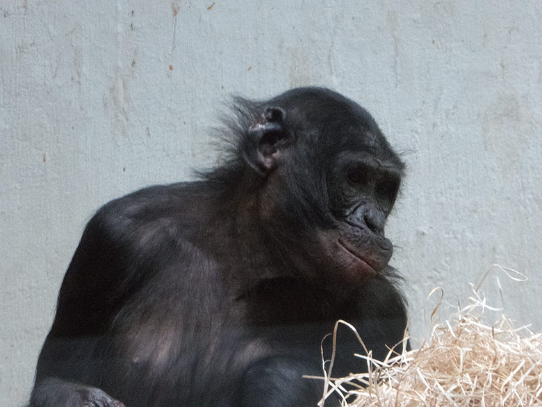 Bonobo Männchen BILI mit lädiertem rechten Ohr am 20. Januar 2019 im Menschenaffen-Haus im Grünen Zoo Wuppertal