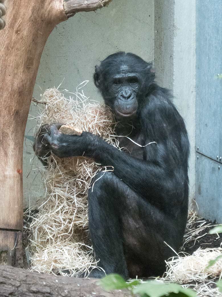 Bonobo Männchen BILI am 20. Januar 2019 im Menschenaffen-Haus im Zoologischen Garten Wuppertal