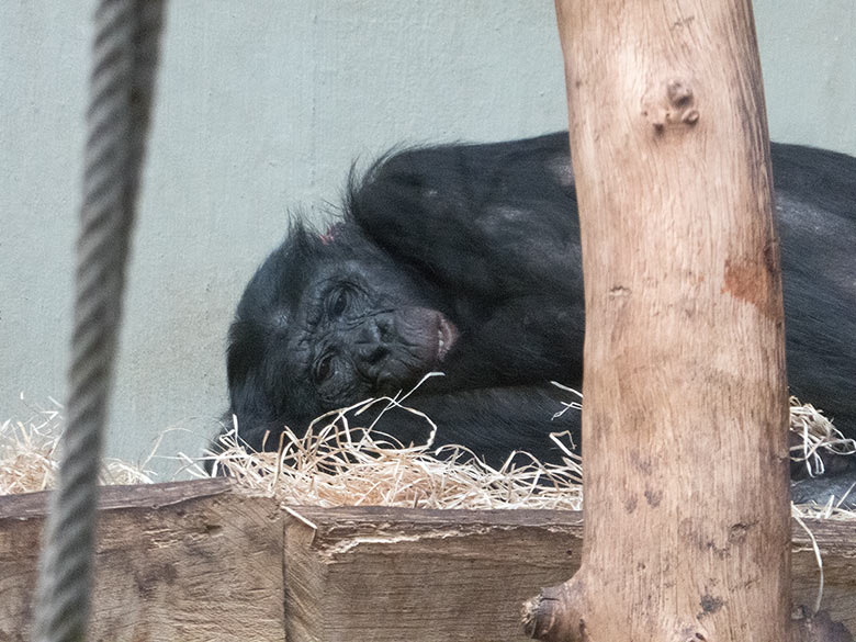 Bonobo Männchen BILI am 20. Januar 2019 im Menschenaffen-Haus im Grünen Zoo Wuppertal