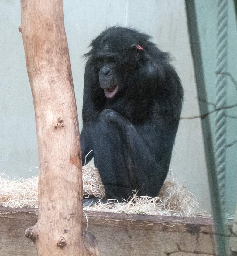 Bonobo Männchen BILI am 20. Januar 2019 im Menschenaffen-Haus im Zoologischen Garten der Stadt Wuppertal