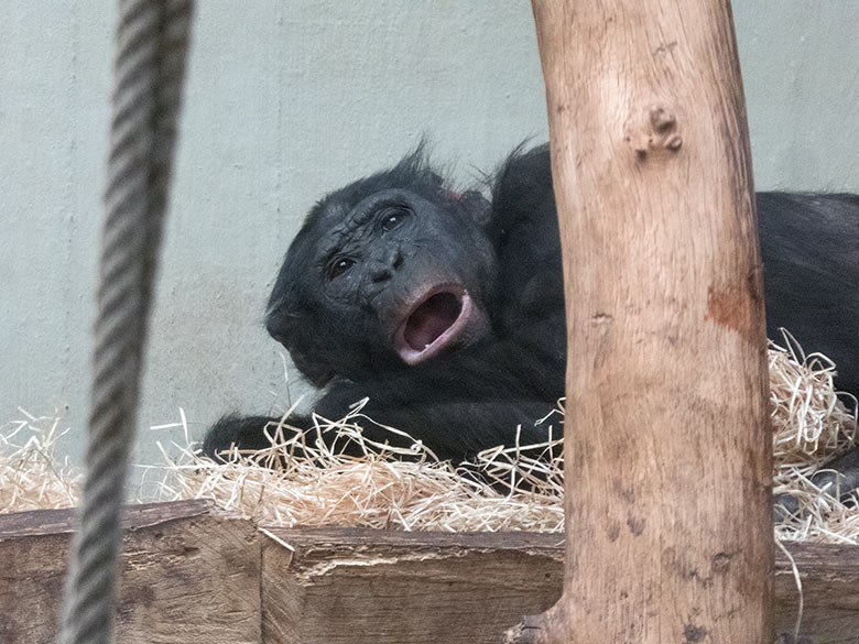 Bonobo Männchen BILI am 20. Januar 2019 im Menschenaffen-Haus im Wuppertaler Zoo