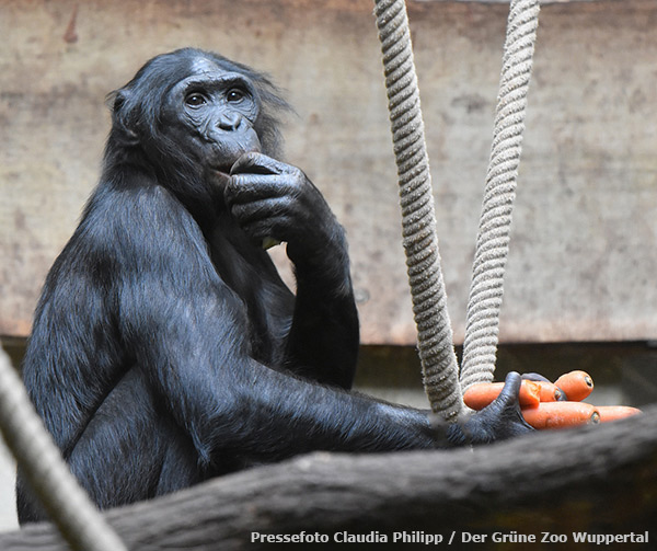 Bonobo BILI am 13. November 2018 im Grünen Zoo Wuppertal (Pressefoto Claudia Philipp - Der Grüne Zoo Wuppertal)