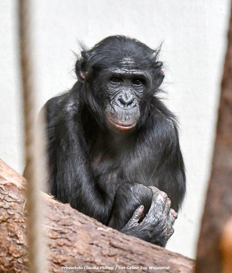 Bonobo BILI am 29. Januar 2019 im Menschenaffen-Haus im Grünen Zoo Wuppertal (Pressefoto Claudia Philipp - Der Grüne Zoo Wuppertal)