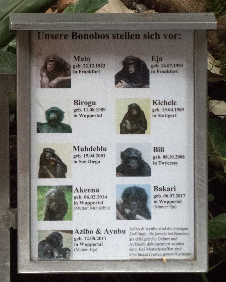 Information Unsere Bonobos stellen sich vor im Menschenaffen-Haus im Zoologischen Garten Wuppertal