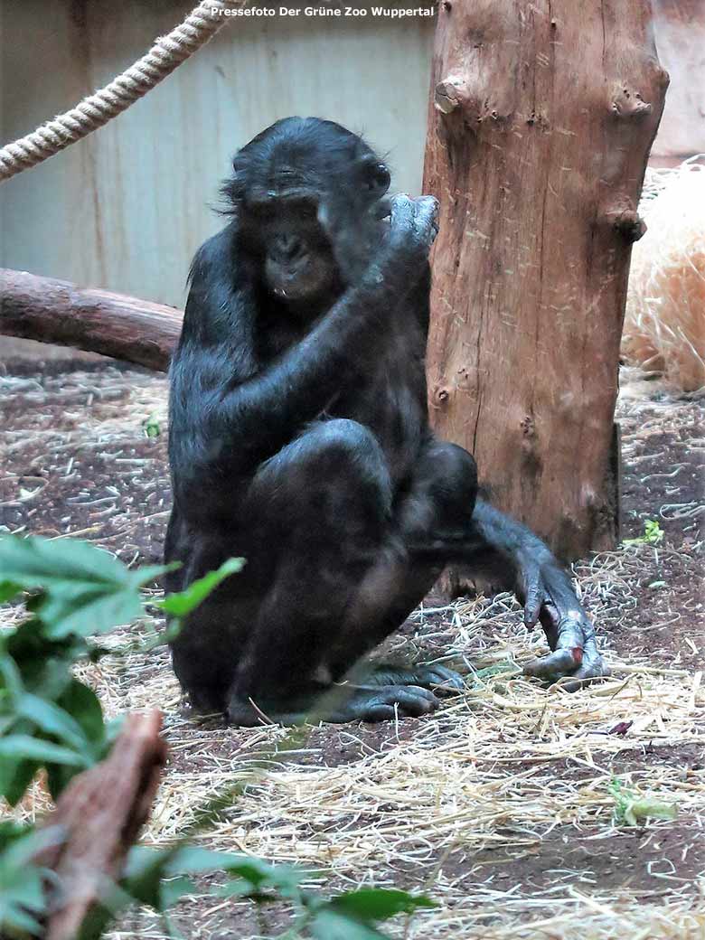 Bonobo BILI am 7. Februar 2019 im Menschenaffen-Haus im Grünen Zoo Wuppertal (Pressefoto Der Grüne Zoo Wuppertal)