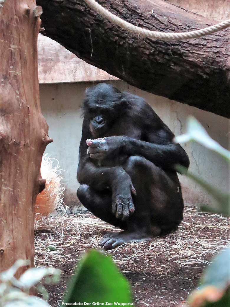 Bonobo BILI am 7. Februar 2019 im Menschenaffen-Haus im Wuppertaler Zoo (Pressefoto Der Grüne Zoo Wuppertal)