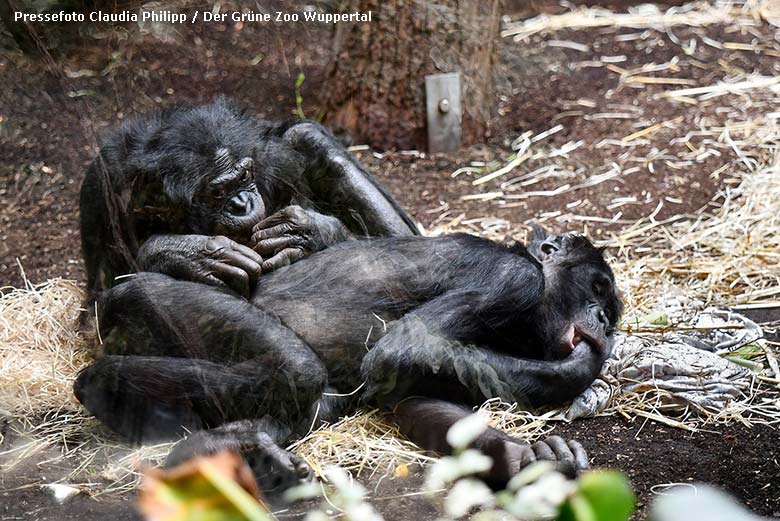 Bonobo-Männchen MATO groomt Bonobo-Männchen BILI am 15. Februar 2019 im Menschenaffen-Haus im Wuppertaler Zoo (Pressefoto Claudia Philipp - Der Grüne Zoo Wuppertal)