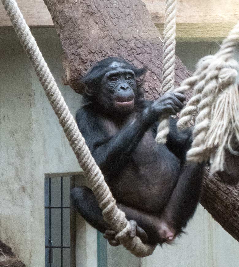 Weibliches Bonobo-Jungtier AKEENA am 23. Februar 2019 im Menschenaffen-Haus im Grünen Zoo Wuppertal