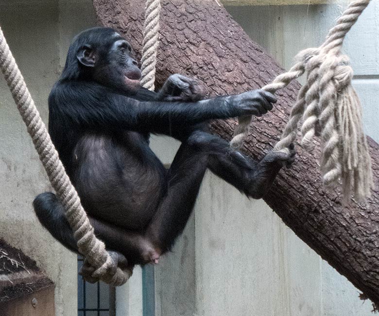 Weibliches Bonobo-Jungtier AKEENA am 23. Februar 2019 im Menschenaffen-Haus im Zoo Wuppertal