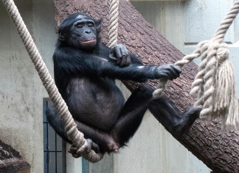 Weibliches Bonobo-Jungtier AKEENA am 23. Februar 2019 im Menschenaffen-Haus im Wuppertaler Zoo