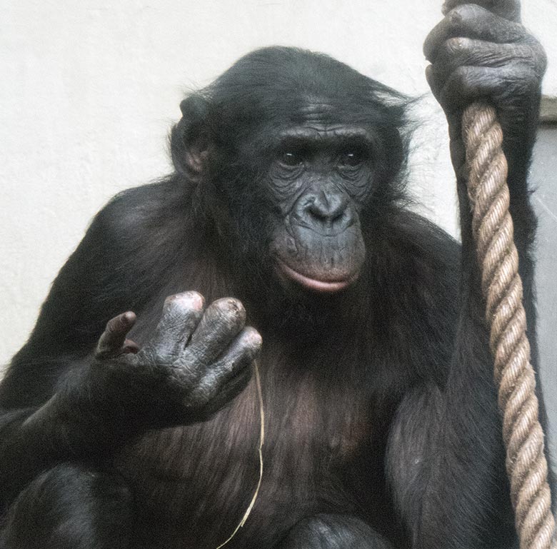 Männlicher Bonobo BILI am 23. Februar 2019 im Menschenaffen-Haus im Grünen Zoo Wuppertal