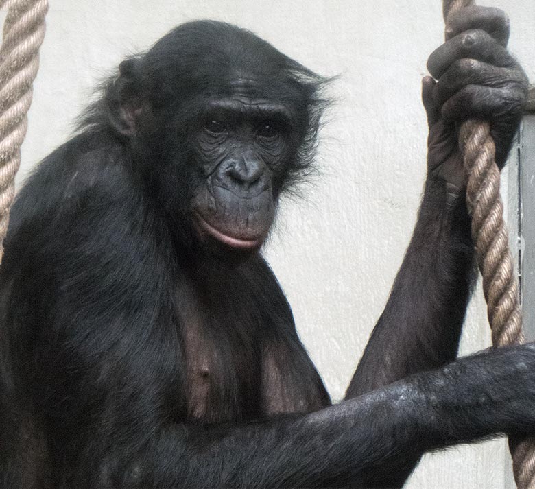 Männlicher Bonobo BILI am 23. Februar 2019 im Menschenaffen-Haus im Wuppertaler Zoo