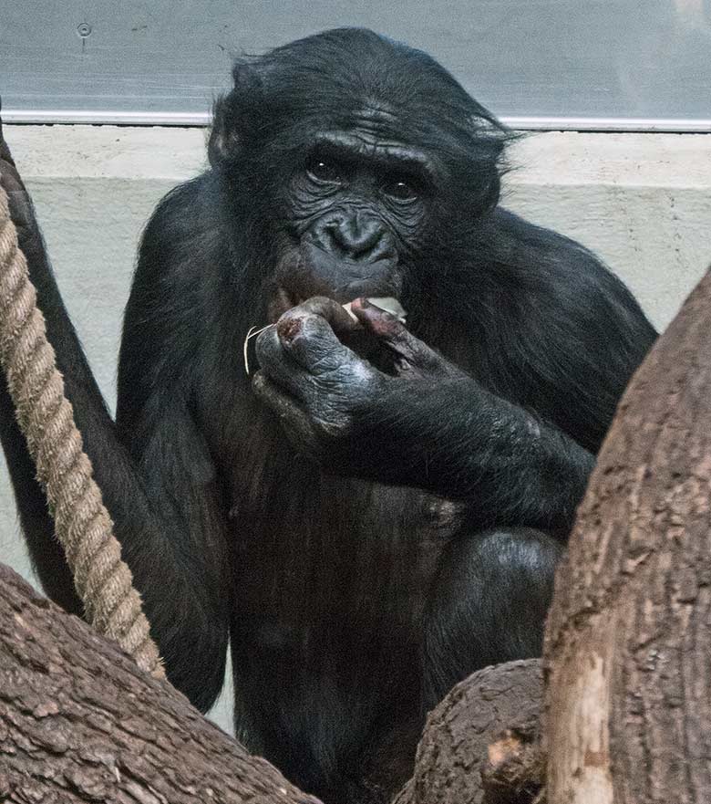 Männlicher Bonobo BILI am 23. Februar 2019 im Menschenaffen-Haus im Zoologischen Garten Wuppertal