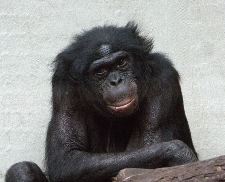 Bonobo-Männchen MATO am 24. Februar 2019 im Menschenaffen-Haus im Zoo Wuppertal