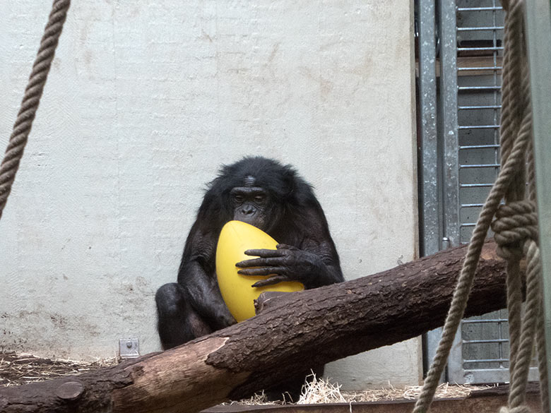 Bonobo-Männchen MATO am 24. Februar 2019 im Menschenaffen-Haus im Wuppertaler Zoo