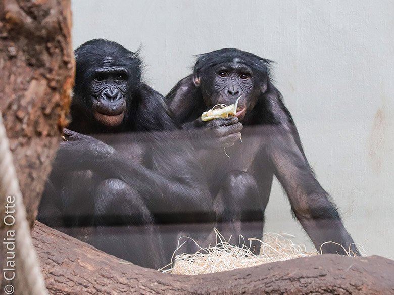 Bonobo-Männchen BILI und Bonobo-Weibchen MUHDEBLU am 26. Februar 2019 im Menschenaffen-Haus im Grünen Zoo Wuppertal (Foto Claudia Otte)