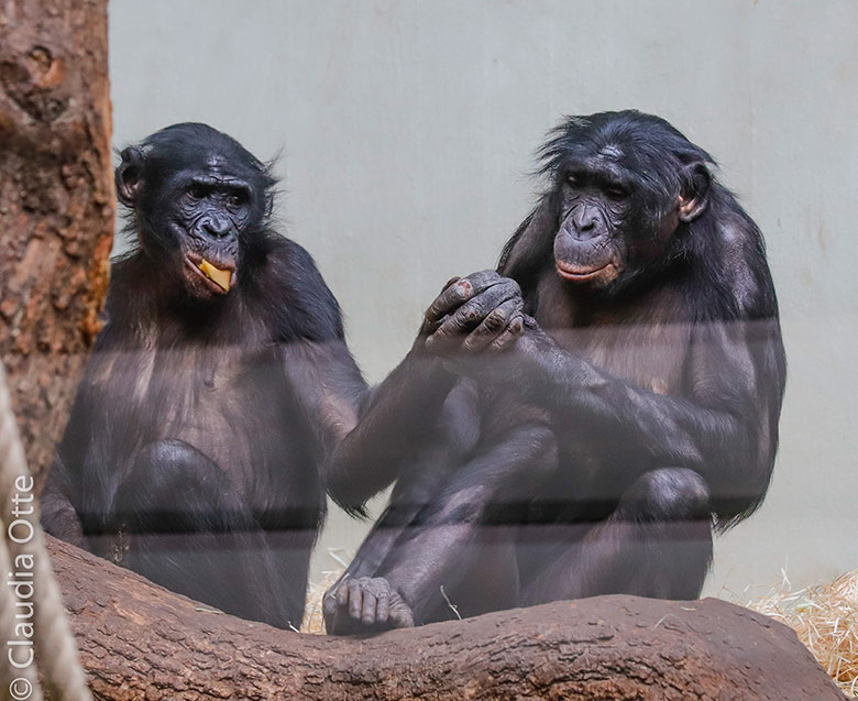 Bonobo-Männchen BILI und Bonobo-Weibchen MUHDEBLU am 26. Februar 2019 im Menschenaffen-Haus im Zoologischen Garten Wuppertal (Foto Claudia Otte)