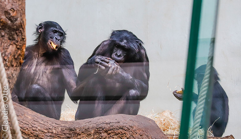 Bonobo-Männchen BILI und Bonobo-Weibchen MUHDEBLU und Bonobo-Jungtier AKEENA (rechts verdeckt) am 26. Februar 2019 im Menschenaffen-Haus im Zoo Wuppertal (Foto Claudia Otte)