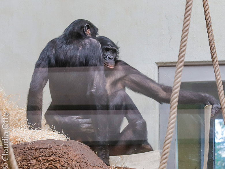 Bonobo-Weibchen MUHDEBLU (Rückenansicht) und Bonobo-Männchen BILI am 26. Februar 2019 im Menschenaffen-Haus im Wuppertaler Zoo (Foto Claudia Otte)