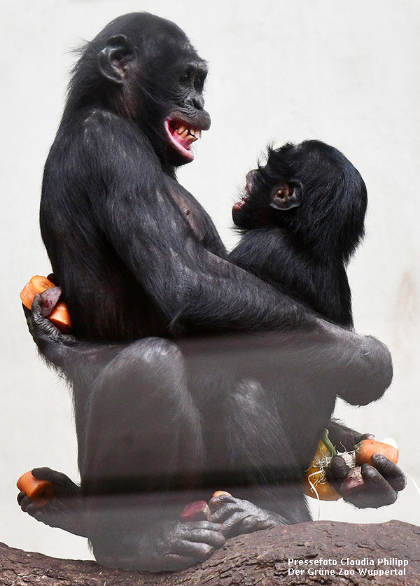 Bonobo BILI mit Bonobo AKEENA am 26. Februar 2019 im Grünen Zoo Wuppertal (Pressefoto Claudia Philipp - Der Grüne Zoo Wuppertal)