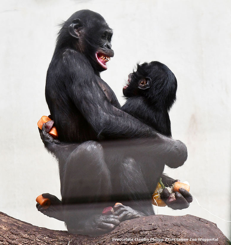 Bonobo-Männchen BILI und Bonobo-Jungtier AKEENA am 26. Februar 2019 im Menschenaffen-Haus im Zoologischen Garten Wuppertal (Pressefoto Claudia Philipp - Der Grüne Zoo Wuppertal)