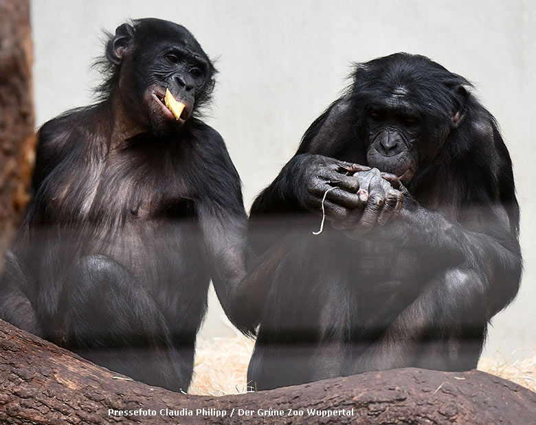 Bonobo-Weibchen MUHDEBLU und Bonobo-Männchen BILI am 26. Februar 2019 im Menschenaffen-Haus im Grünen Zoo Wuppertal (Pressefoto Claudia Philipp - Der Grüne Zoo Wuppertal)